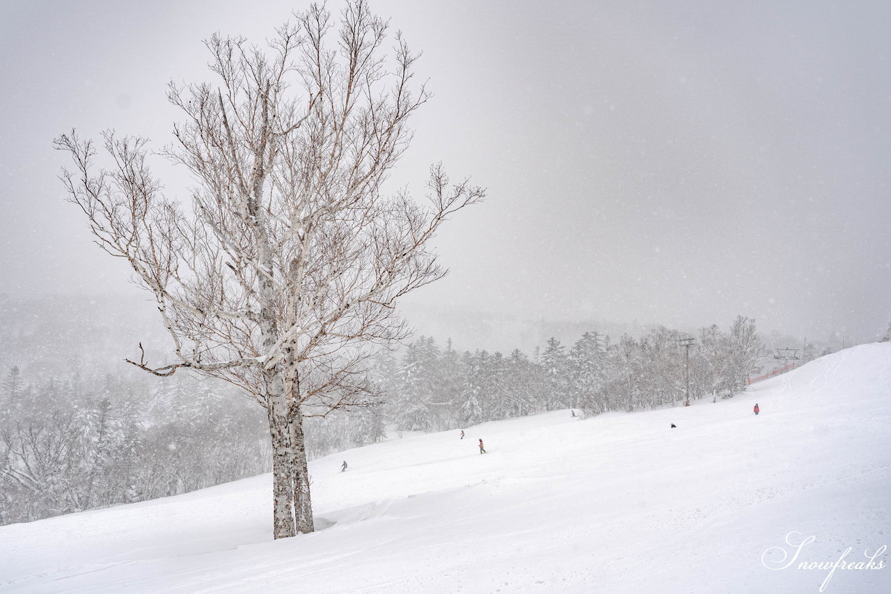 札幌国際スキー場　街は雨でも、山は雪！広々ゲレンデに思う存分シュプールを描こう(^^)/